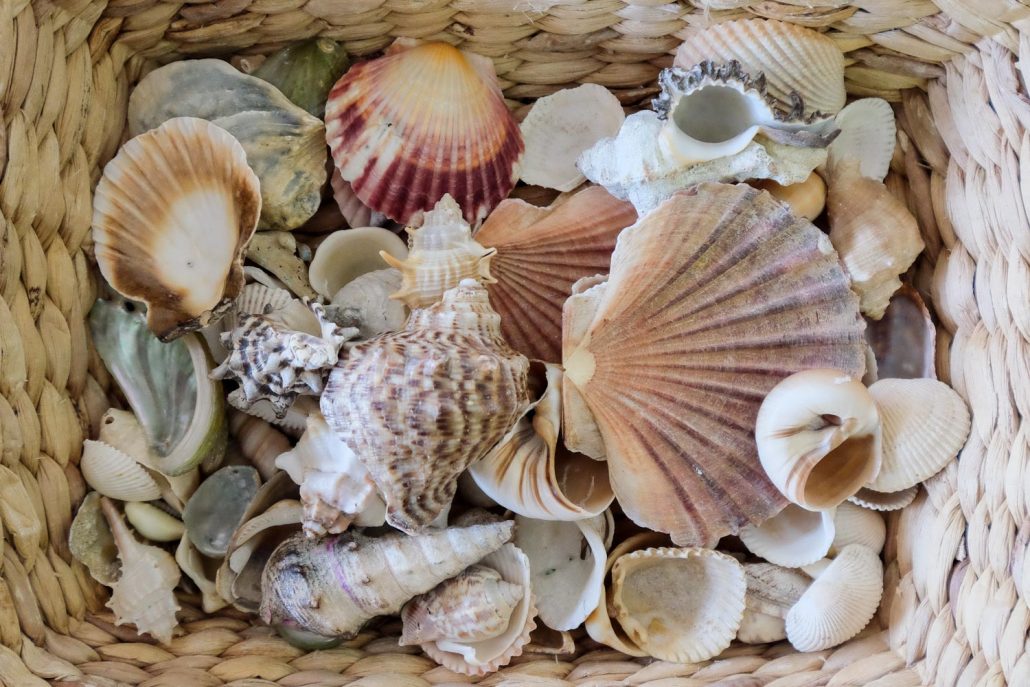 DSCF3636 Cockleshell