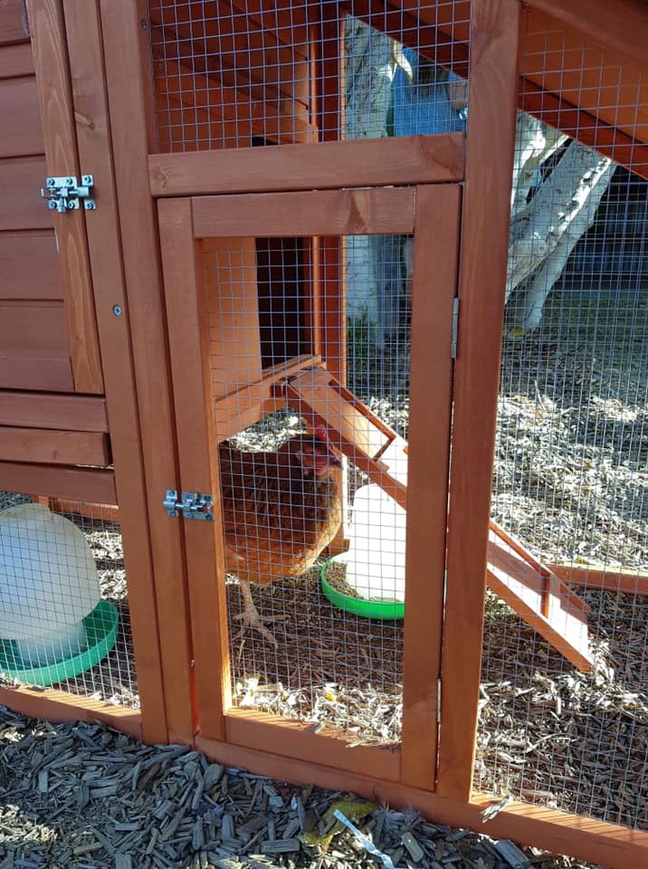Sarah the chicken - Child care is about animals too!